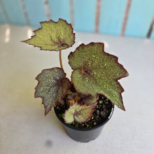 Load image into Gallery viewer, #R33 Begonia Unknown