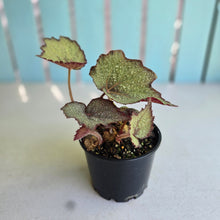 Load image into Gallery viewer, #R33 Begonia Unknown