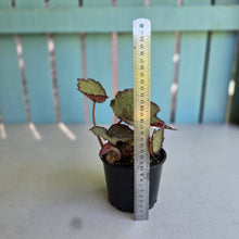 Load image into Gallery viewer, #R33 Begonia Unknown
