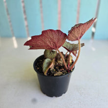 Load image into Gallery viewer, #R33 Begonia Unknown