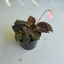 Load image into Gallery viewer, #RD48 Begonia Chloroneura