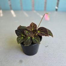 Load image into Gallery viewer, #RD48 Begonia Chloroneura