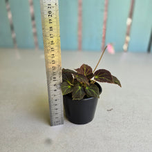 Load image into Gallery viewer, #RD48 Begonia Chloroneura