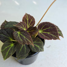 Load image into Gallery viewer, #RD48 Begonia Chloroneura