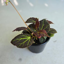 Load image into Gallery viewer, #RD48 Begonia Chloroneura