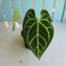 Load image into Gallery viewer, #RA9 Button Sinus Anthurium Magnificum x