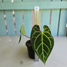 Load image into Gallery viewer, #RA9 Button Sinus Anthurium Magnificum x