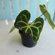 Load image into Gallery viewer, #RA9 Button Sinus Anthurium Magnificum x