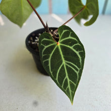 Load image into Gallery viewer, #RA9 Button Sinus Anthurium Magnificum x