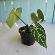 Load image into Gallery viewer, #RA9 Button Sinus Anthurium Magnificum x