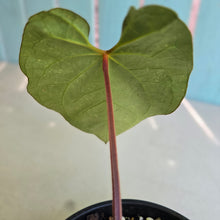 Load image into Gallery viewer, #RA9 Button Sinus Anthurium Magnificum x