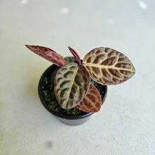 Load image into Gallery viewer, #R843 Labisia Turtle Back