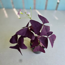 Load image into Gallery viewer, #RS3 Oxalis Triangularis - Mijke