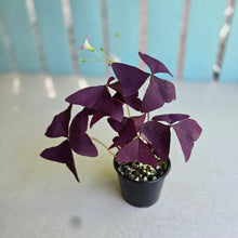 Load image into Gallery viewer, #RS3 Oxalis Triangularis - Mijke