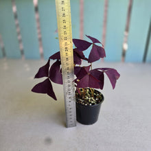 Load image into Gallery viewer, #RS3 Oxalis Triangularis - Mijke