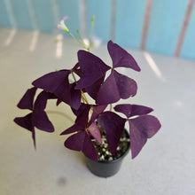 Load image into Gallery viewer, #RS3 Oxalis Triangularis - Mijke