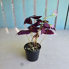 Load image into Gallery viewer, #RS3 Oxalis Triangularis - Mijke