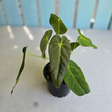 Load image into Gallery viewer, #RD40 Two x Anthurium Purple Mama