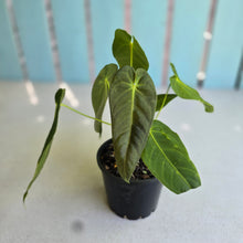 Load image into Gallery viewer, #RD40 Two x Anthurium Purple Mama
