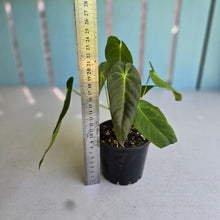 Load image into Gallery viewer, #RD40 Two x Anthurium Purple Mama