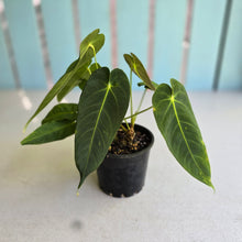 Load image into Gallery viewer, #RD40 Two x Anthurium Purple Mama