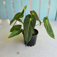 Load image into Gallery viewer, #RD40 Two x Anthurium Purple Mama