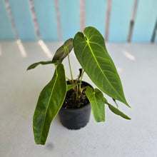 Load image into Gallery viewer, #RD40 Two x Anthurium Purple Mama