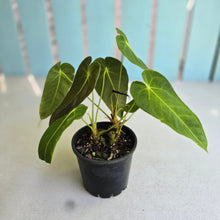 Load image into Gallery viewer, #RD40 Two x Anthurium Purple Mama