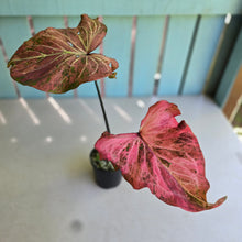 Load image into Gallery viewer, #R72 Caladium - Greg Oldano Hybrid
