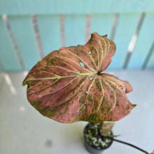 Load image into Gallery viewer, #R72 Caladium - Greg Oldano Hybrid