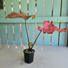Load image into Gallery viewer, #R72 Caladium - Greg Oldano Hybrid