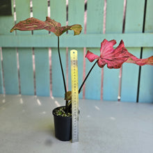 Load image into Gallery viewer, #R72 Caladium - Greg Oldano Hybrid