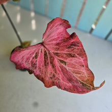 Load image into Gallery viewer, #R72 Caladium - Greg Oldano Hybrid