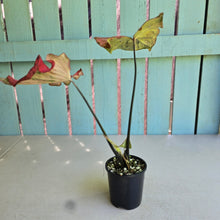 Load image into Gallery viewer, #R72 Caladium - Greg Oldano Hybrid
