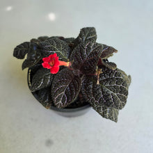 Load image into Gallery viewer, #D86 African Violet