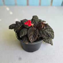 Load image into Gallery viewer, #D86 African Violet