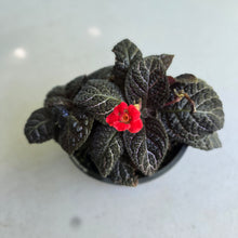 Load image into Gallery viewer, #D86 African Violet