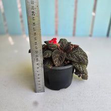 Load image into Gallery viewer, #D86 African Violet