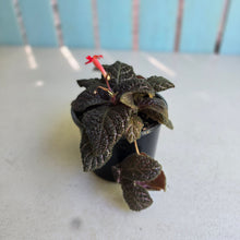 Load image into Gallery viewer, #D86 African Violet