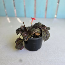 Load image into Gallery viewer, #D86 African Violet