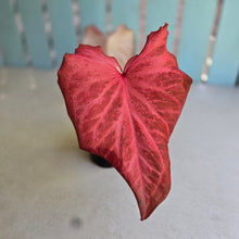 Load image into Gallery viewer, #D84 Caladium - Greg Oldano Hybrid