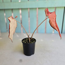 Load image into Gallery viewer, #D84 Caladium - Greg Oldano Hybrid