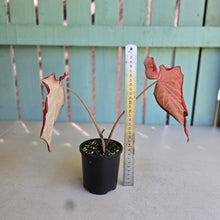 Load image into Gallery viewer, #D84 Caladium - Greg Oldano Hybrid