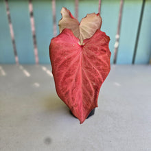Load image into Gallery viewer, #D84 Caladium - Greg Oldano Hybrid