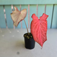 Load image into Gallery viewer, #D84 Caladium - Greg Oldano Hybrid