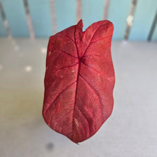 Load image into Gallery viewer, #R483 Caladium