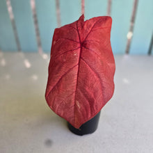 Load image into Gallery viewer, #R483 Caladium