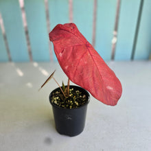 Load image into Gallery viewer, #R483 Caladium