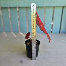 Load image into Gallery viewer, #R483 Caladium