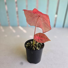Load image into Gallery viewer, #R483 Caladium